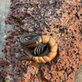 Prawn